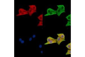 ABIN7096614 and ABIN7100678 staining HepG2 cells by IF/ICC. (MON1A 抗体)
