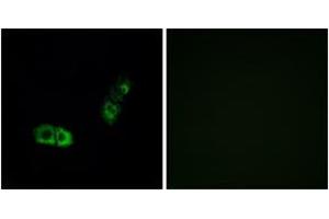 Immunofluorescence analysis of A549 cells, using BRS3 Antibody. (BRS3 抗体  (AA 161-210))