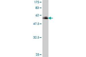 Western Blot detection against Immunogen (61. (PLSCR1 抗体  (AA 1-318))