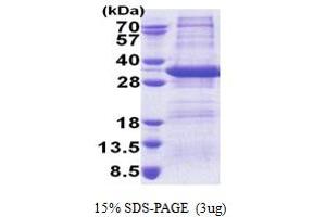 SDS-PAGE (SDS) image for Syntaxin 17 (STX17) (AA 1-229) protein (His tag) (ABIN5853261) (Syntaxin 17 Protein (STX17) (AA 1-229) (His tag))