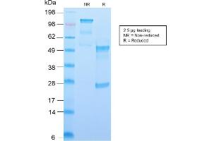 SDS-PAGE Analysis Purified CD34 Recombinant Rabbit Monoclonal Antibody (HPCA1/2598R). (Recombinant CD34 抗体)