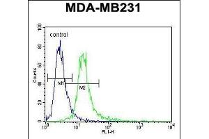 ANKRD13C Antibody (N-term) (ABIN653090 and ABIN2842685) flow cytometric analysis of MDA-M cells (right histogram) compared to a negative control cell (left histogram). (ANKRD13C 抗体  (N-Term))