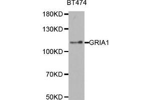 Western blot analysis of extracts of BT474 cell line, using GRIA1 antibody. (Glutamate Receptor 1 抗体  (AA 19-300))