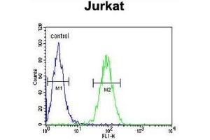 CLDN22 Antibody (Center) flow cytometric analysis of Jurkat cells (right histogram) compared to a negative control cell (left histogram). (Claudin 22 (CLDN22) (AA 97-126), (Middle Region) 抗体)