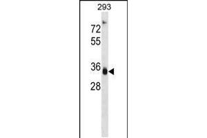Western blot analysis in 293 cell line lysates (35ug/lane). (AKR1D1 抗体  (AA 111-139))