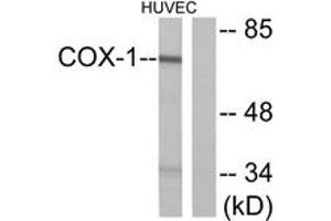 Western blot analysis of extracts from HuvEc cells, using Cox1 Antibody. (COX1 抗体  (AA 550-599))