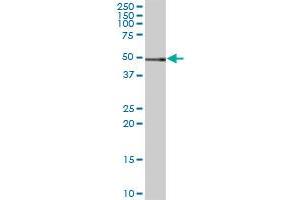 C10orf97 MaxPab polyclonal antibody. (FAM188A 抗体  (AA 1-445))