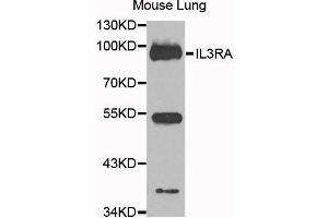 Western blot analysis of extracts of mouse lung cells, using IL3RA antibody. (IL3RA 抗体)