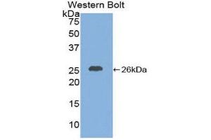 Western Blotting (WB) image for anti-Chemokine (C-X-C Motif) Ligand 16 (CXCL16) (AA 46-242) antibody (ABIN1858582) (CXCL16 抗体  (AA 46-242))
