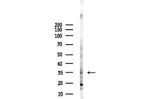 anti-Mediator Complex Subunit 27 (MED27) (Internal Region) antibody