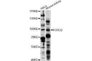 Western blot analysis of extracts of various cell lines, using FCHO2 antibody (ABIN6293264) at 1:1000 dilution. (FCHO2 抗体)