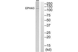 Western Blotting (WB) image for anti-EPH Receptor A3 (EPHA3) (C-Term) antibody (ABIN1849296) (EPH Receptor A3 抗体  (C-Term))