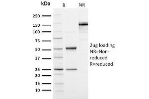 SDS-PAGE Analysis Purified Ubiquitin-Monospecific Mouse Monoclonal Antibody (UBB/1748). (Ubiquitin B 抗体  (AA 1-119))