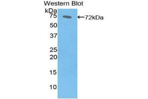Western Blotting (WB) image for anti-Heat Shock 70kDa Protein 1B (HSPA1B) (AA 1-641) antibody (ABIN1078113) (HSPA1B 抗体  (AA 1-641))