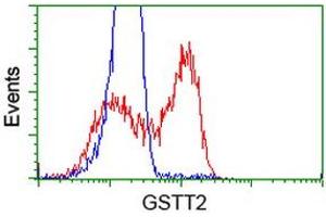 HEK293T cells transfected with either RC200040 overexpress plasmid (Red) or empty vector control plasmid (Blue) were immunostained by anti-GSTT2 antibody (ABIN2453097), and then analyzed by flow cytometry. (GSTT2 抗体)