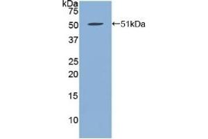 Detection of Recombinant FBN1, Human using Polyclonal Antibody to Fibrillin 1 (FBN1) (Fibrillin 1 抗体  (AA 723-902))
