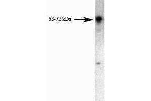 Western blot analysis of FKBP65 on a PC-12 cell lysate (Rat neuroblastoma, ATCC CRL-1721) using 0. (FKBP10 抗体  (AA 434-576))