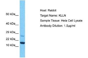 Host: Rabbit Target Name: KLLN Sample Type: Hela Whole Cell lysates Antibody Dilution: 1.