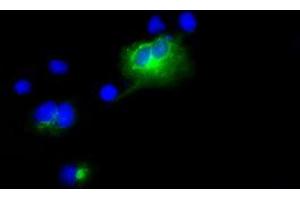 Image no. 1 for anti-Lipase, Endothelial (LIPG) antibody (ABIN1499176) (LIPG 抗体)