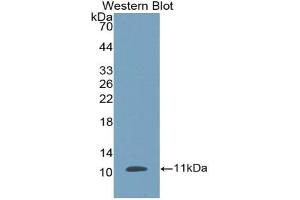 Western blot analysis of the recombinant protein. (beta Defensin 1 抗体  (AA 24-64))