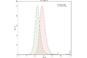 Detection of IFI30 in Raji human Burkitt's lymphoma cell line using Polyclonal Antibody to Interferon Gamma Inducible Protein 30 (IFI30) (IFI30 抗体  (AA 1-250))