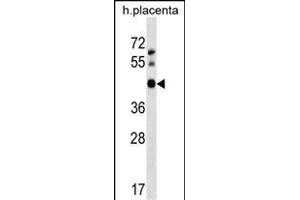 OBEC3D Antibody (N-term) 18763a western blot analysis in human placenta tissue lysates (35 μg/lane). (APOBEC3D 抗体  (N-Term))