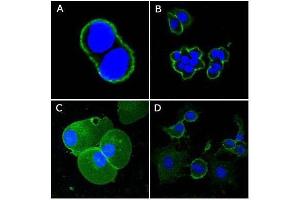 Confocal immunofluorescence analysis of methanol-fixed A431 (A), Hela (B), PANC-1 (C) and EC (D) cells using CD44 antibody (green), showing membrane localization. (CD44 抗体)