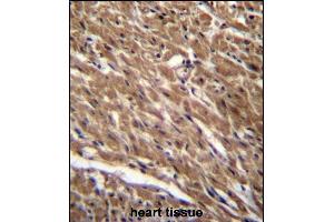 BTG3 Antibody (Center) (ABIN656678 and ABIN2845917) immunohistochemistry analysis in formalin fixed and paraffin embedded human heart tissue followed by peroxidase conjugation of the secondary antibody and DAB staining. (BTG3 抗体  (AA 100-129))
