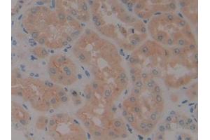 IHC-P analysis of Human Kidney Tissue, with DAB staining. (Neurotrophin 4 抗体  (AA 81-210))