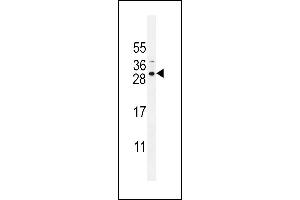 SCA5B Antibody (N-term) (ABIN655215 and ABIN2844826) western blot analysis in NCI- cell line lysates (35 μg/lane). (SPACA5B 抗体  (N-Term))