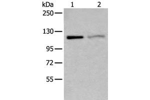 Western blot analysis of K562 and 231 cell lysates using MCM9 Polyclonal Antibody at dilution of 1:800 (MCM9 抗体)
