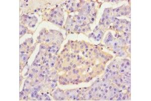 Immunohistochemistry of paraffin-embedded human pancreatic tissue using ABIN7154460 at dilution of 1:100