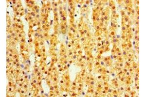 Immunohistochemistry of paraffin-embedded human adrenal gland tissue using ABIN7164411 at dilution of 1:100 (DIMT1 抗体  (AA 1-313))