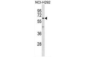 ATL1 Antibody (C-term) western blot analysis in NCI-H292 cell line lysates (35µg/lane). (ATL1 抗体  (C-Term))