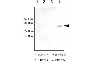Western Blotting (WB) image for anti-Killer Cell Immunoglobulin-Like Receptor, Two Domains, Short Cytoplasmic Tail, 4 (KIR2DS4) antibody (ABIN165426) (KIR2DS4 抗体)