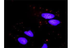 Proximity Ligation Analysis of protein-protein interactions between BID and BCL2L1. (BCL2L1 抗体  (AA 1-233))