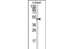 The anti-PRKAG1 Pab (ABIN391058 and ABIN2841214) is used in Western blot to detect PRKAG1 in mouse heart tissue lysate. (PRKAA2 抗体  (AA 265-295))