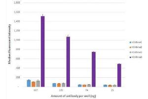 Histone H3K9me0 antibody (rAb) tested by Luminex bead-based specificity analysis. (Recombinant Histone 3 抗体  (H3K9me))