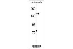Western blot analysis of BCOR Antibody (Center S1122) in mouse stomach tissue lysates (35ug/lane) (BCMO1 抗体  (AA 1107-1137))