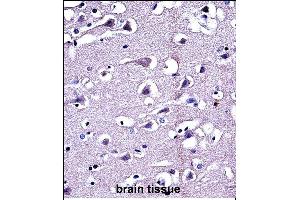 P16 Antibody (C-term) (ABIN657636 and ABIN2846632) iunohistochemistry analysis in formalin fixed and paraffin embedded human brain tissue followed by peroxidase conjugation of the secondary antibody and DAB staining.