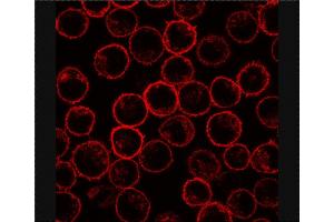 Immunofluorescence staining of PLSCR1 in rat basophilic leukemia (RBL) cell line using antibody. (PLSCR1 抗体)