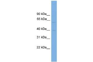 WB Suggested Anti-PVRL3 Antibody Titration: 0. (nectin-3 抗体  (Middle Region))