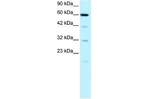 Western Blotting (WB) image for anti-Solute Carrier Family 30 (Zinc Transporter), Member 9 (SLC30A9) (N-Term) antibody (ABIN2777320)
