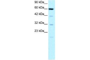 WB Suggested Anti-SLC30A9 Antibody Titration: 0. (SLC30A9 抗体  (N-Term))