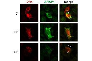 Immunocytochemistry (ICC) image for anti-ArfGAP with RhoGAP Domain, Ankyrin Repeat and PH Domain 1 (ARAP1) (AA 1190-1450) antibody (ABIN302078)