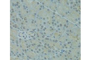Immunohistochemistry of paraffin-embedded Rat pancreas using IVNS1ABP Polyclonal Antibody at dilution of 1:100 (40x lens). (IVNS1ABP 抗体)
