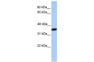 Western Blotting (WB) image for anti-Monoacylglycerol O-Acyltransferase 1 (MOGAT1) antibody (ABIN2459379) (MOGAT1 抗体)