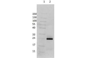 SDS PAGE Results of Dog IgG F(ab)2 Fragment.