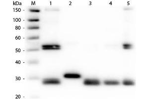 Western Blot of Anti-Rat IgG (H&L) (RABBIT) Antibody (Min X Human Serum Proteins) . (兔 anti-大鼠 IgG (Heavy & Light Chain) Antibody (TRITC) - Preadsorbed)
