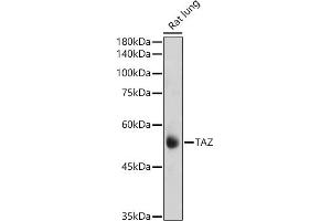 Western blot analysis of extracts of Rat lung, using TAZ antibody (ABIN6130800, ABIN6150278, ABIN6150279 and ABIN6224227) at 1:1000 dilution. (WWTR1 抗体  (AA 1-230))